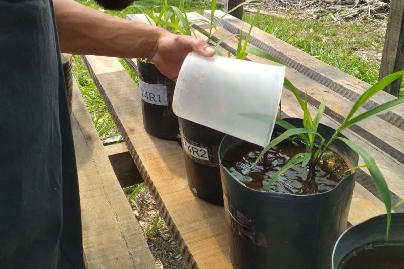 Pesquisadores testam pó de rocha como fertilizante sustentável em Rondônia