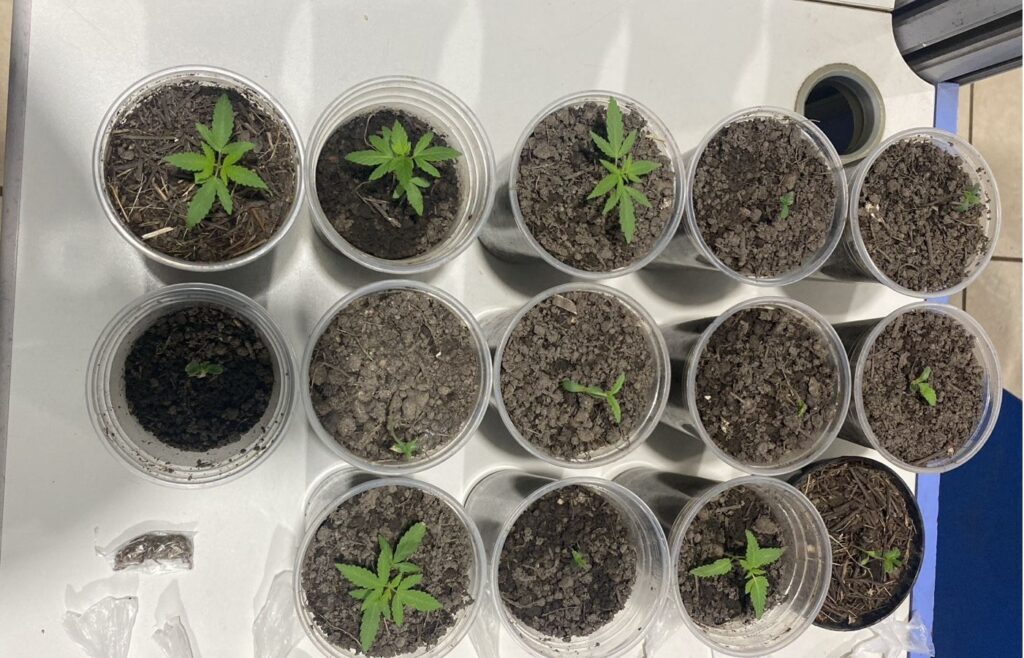 Polícia apreende cultivo de maconha dentro de apartamento em Porto Velho