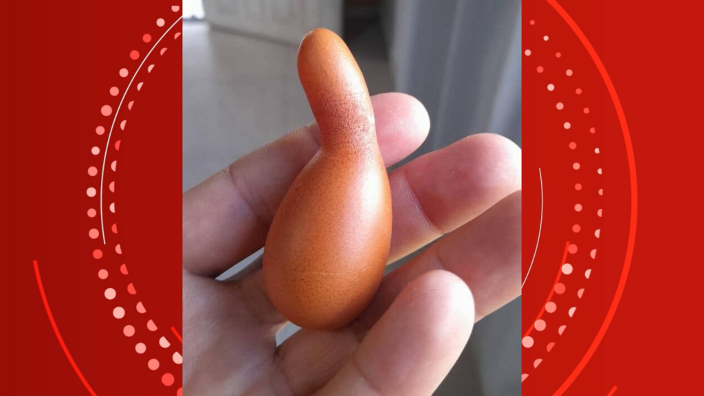 Ovo com formato incomum surpreende produtor rural em granja de Vilhena, RO