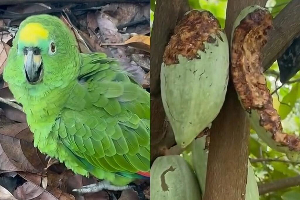 Papagaio bêbado? Vídeo de ave ‘tonta’ após comer cacau fermentado viraliza em RO