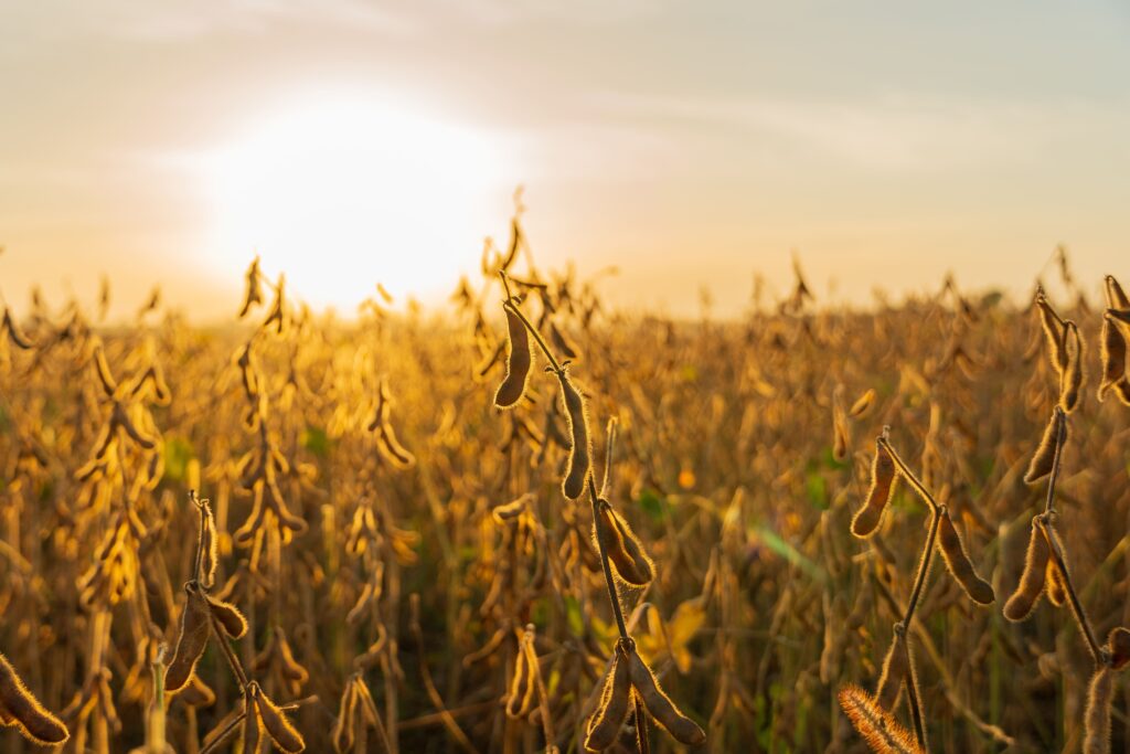 Sicoob Credisul lidera ranking nacional em liberações de Crédito Rural via BNDES