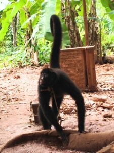macaco-aranha-que-vivia-amarrado-pelo-pescoco-e-resgatado-em-rondonia