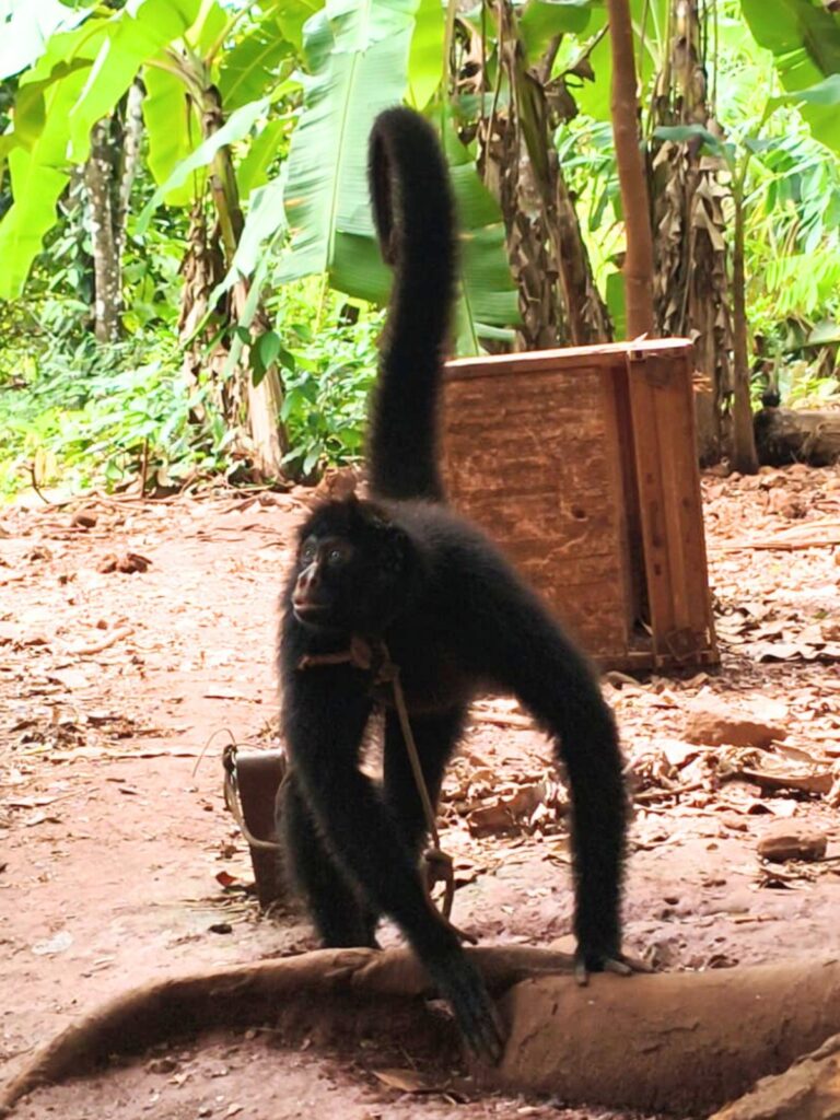 Macaco-aranha que vivia amarrado pelo pescoço é resgatado em Rondônia