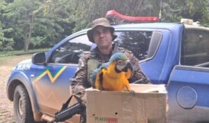 arara-caninde-ferida-e-resgatada-pela-policia-ambiental-em-ro