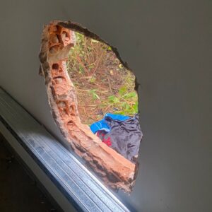 suspeitos-fazem-buraco-em-parede-de-cooperativa,-trocam-tiros-com-a-policia-e-dois-sao-presos-em-ro