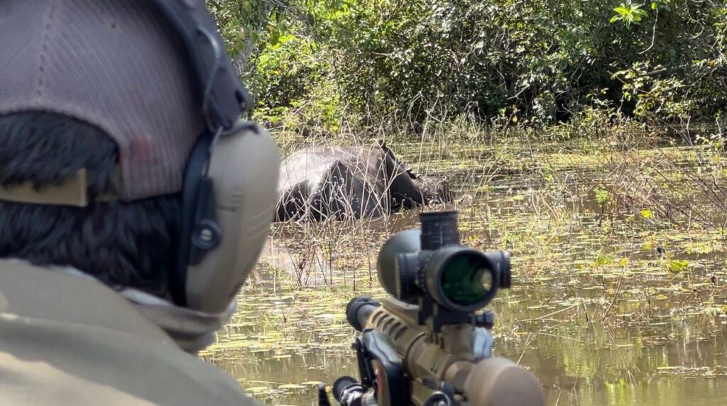 ICMBio retoma abate de búfalos invasores na Amazônia