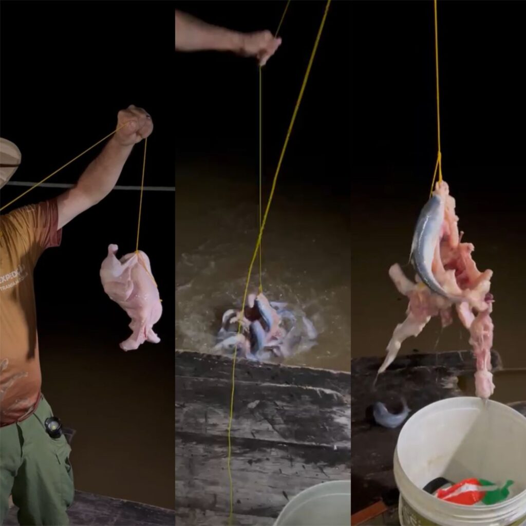 Não é piranha, é candiru-açu: peixe amazônico temido devora frango inteiro em menos de dois minutos