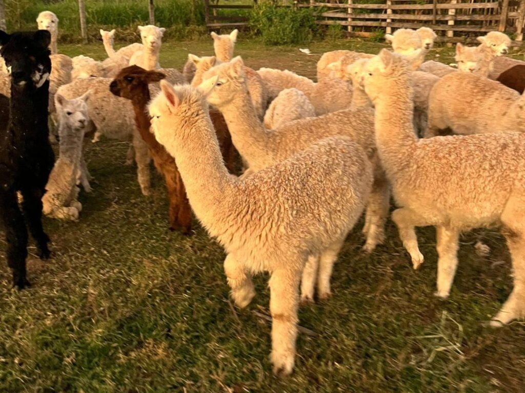 Lhamas apreendidas em caminhão na BR-364 são de proprietário que teve animais barrados na fronteira do AC