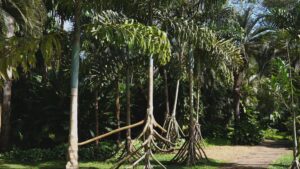 planta-que-anda?-conheca-a-palmeira-da-amazonia-que-parece-se-mover-pela-floresta