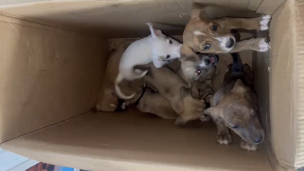 Câmeras registram mulher abandonando filhotes de cachorro em caixa de papelão em Porto Velho