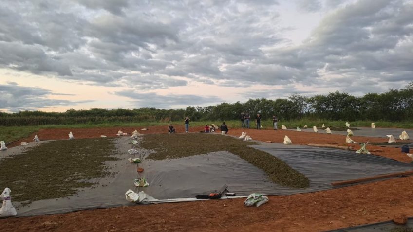 Deputado vê abandono de maconha no Ceará e cobra investigação