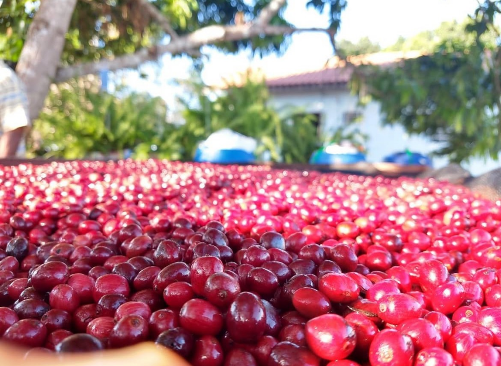 De Rondônia para o mundo: conheça a cooperativa que ajudou a transformar o robusta amazônico em café premiado