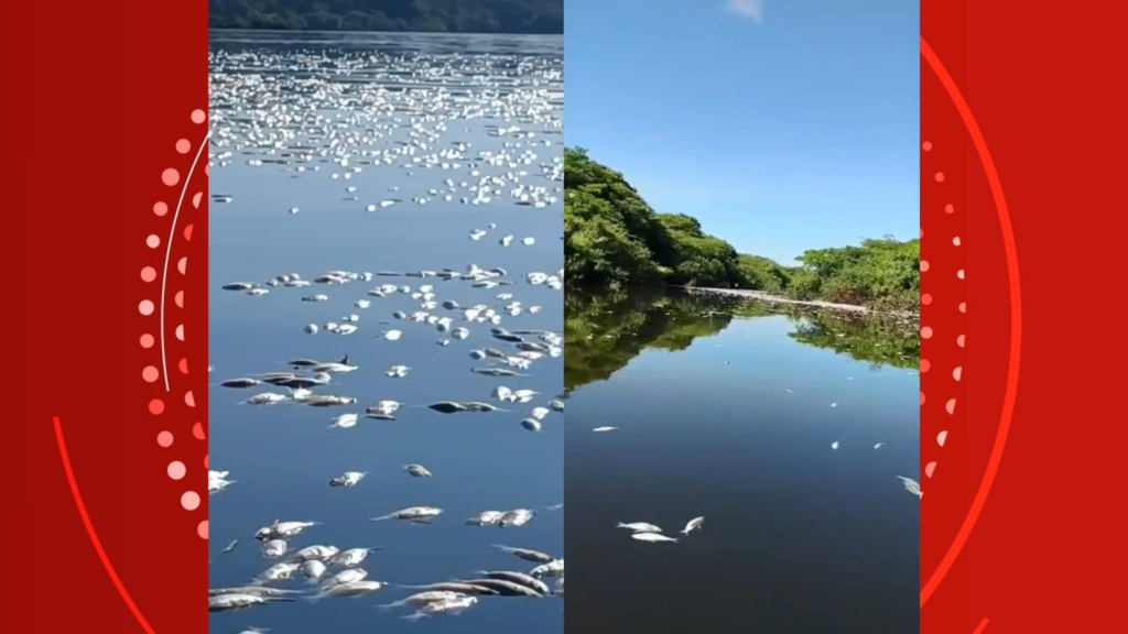 Vídeo mostra centenas de peixes mortos no Lago do Cuniã, em Porto Velho; ICMBio investiga as causas