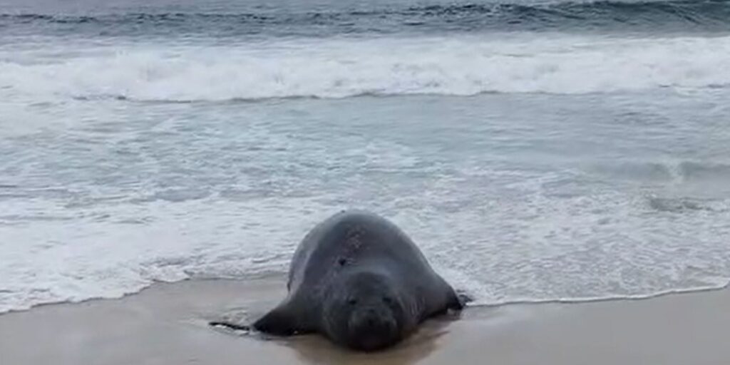 Elefante-marinho atrai atenção de banhistas em praia do Rio