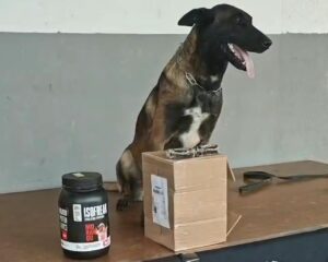 cao-farejador-da-policia-encontra-droga-escondida-em-pote-de-whey-protein-em-ro