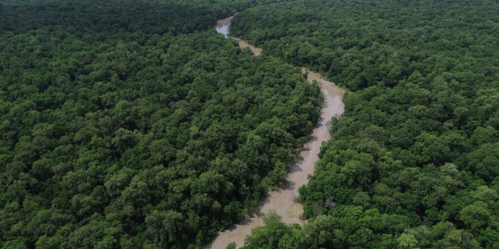 Desmatamento cai 41,8% na Amazônia e 23,8% no Cerrado em um ano